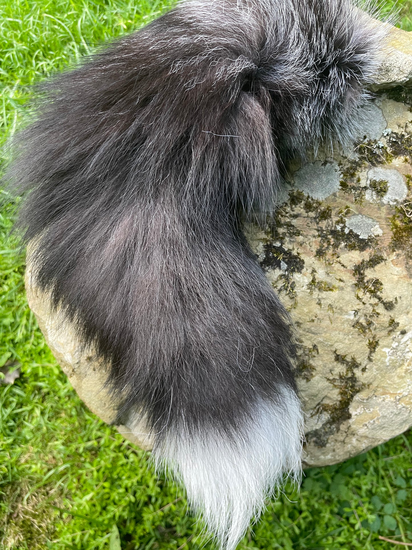 Silver Fox Tail